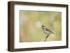 Side View of Female Purple Finch Perching on Branch-Gary Carter-Framed Photographic Print