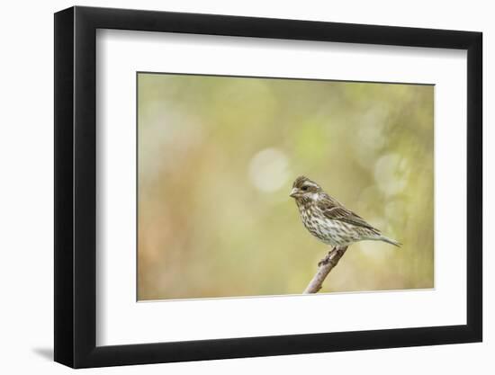 Side View of Female Purple Finch Perching on Branch-Gary Carter-Framed Photographic Print