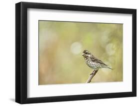 Side View of Female Purple Finch Perching on Branch-Gary Carter-Framed Photographic Print