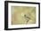 Side View of Female Purple Finch Perching on Branch-Gary Carter-Framed Photographic Print