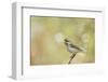 Side View of Female Purple Finch Perching on Branch-Gary Carter-Framed Photographic Print