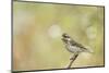 Side View of Female Purple Finch Perching on Branch-Gary Carter-Mounted Photographic Print