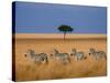 Side view of four zebras standing in savannah, Kenya-Panoramic Images-Stretched Canvas