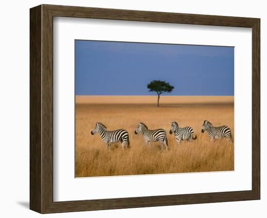 Side view of four zebras standing in savannah, Kenya-Panoramic Images-Framed Photographic Print