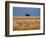 Side view of four zebras standing in savannah, Kenya-Panoramic Images-Framed Photographic Print