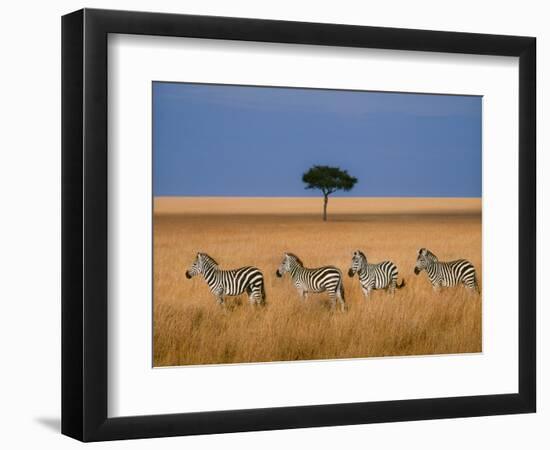 Side view of four zebras standing in savannah, Kenya-Panoramic Images-Framed Photographic Print