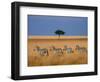 Side view of four zebras standing in savannah, Kenya-Panoramic Images-Framed Photographic Print