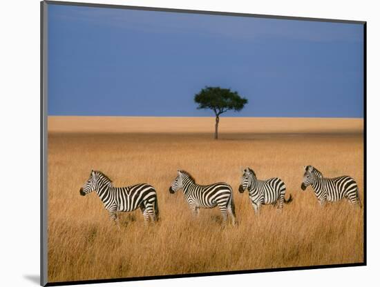 Side view of four zebras standing in savannah, Kenya-Panoramic Images-Mounted Photographic Print