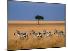 Side view of four zebras standing in savannah, Kenya-Panoramic Images-Mounted Photographic Print