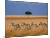 Side view of four zebras standing in savannah, Kenya-Panoramic Images-Mounted Photographic Print