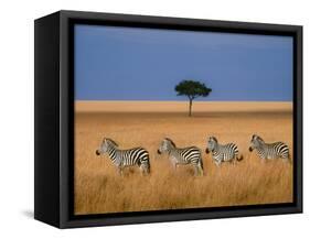 Side view of four zebras standing in savannah, Kenya-Panoramic Images-Framed Stretched Canvas