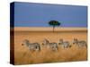 Side view of four zebras standing in savannah, Kenya-Panoramic Images-Stretched Canvas