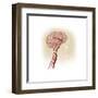 Side View of Human Brain Showing Internal Carotid Artery-null-Framed Art Print