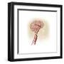 Side View of Human Brain Showing Internal Carotid Artery-null-Framed Art Print