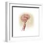 Side View of Human Brain Showing Internal Carotid Artery-null-Framed Art Print