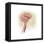 Side View of Human Brain Showing Internal Carotid Artery-null-Framed Stretched Canvas