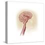 Side View of Human Brain Showing Internal Carotid Artery-null-Stretched Canvas