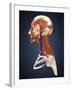 Side View of Human Face with Bones, Muscles, and Circulatory System-Stocktrek Images-Framed Art Print