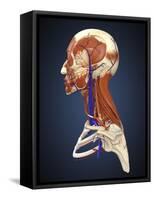 Side View of Human Face with Bones, Muscles, and Circulatory System-Stocktrek Images-Framed Stretched Canvas