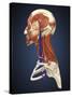 Side View of Human Face with Bones, Muscles, and Circulatory System-Stocktrek Images-Stretched Canvas