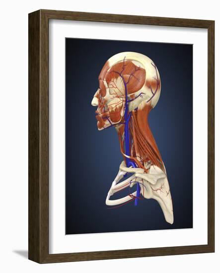 Side View of Human Face with Bones, Muscles, and Circulatory System-Stocktrek Images-Framed Art Print