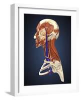 Side View of Human Face with Bones, Muscles, and Circulatory System-Stocktrek Images-Framed Art Print