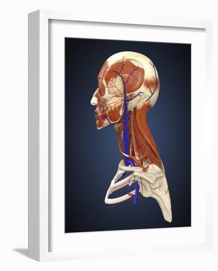 Side View of Human Face with Bones, Muscles, and Circulatory System-Stocktrek Images-Framed Art Print