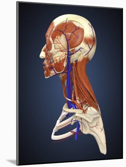 Side View of Human Face with Bones, Muscles, and Circulatory System-Stocktrek Images-Mounted Art Print