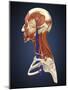 Side View of Human Face with Bones, Muscles, and Circulatory System-Stocktrek Images-Mounted Art Print