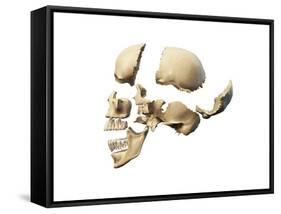 Side View of Human Skull with Parts Exploded-null-Framed Stretched Canvas