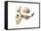 Side View of Human Skull with Parts Exploded-null-Framed Stretched Canvas