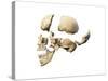 Side View of Human Skull with Parts Exploded-null-Stretched Canvas