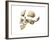 Side View of Human Skull with Parts Exploded-null-Framed Art Print