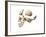 Side View of Human Skull with Parts Exploded-null-Framed Art Print