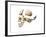 Side View of Human Skull with Parts Exploded-null-Framed Art Print