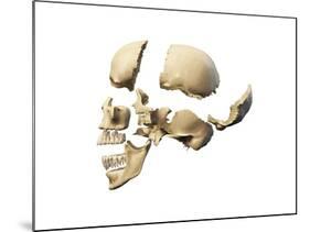 Side View of Human Skull with Parts Exploded-null-Mounted Art Print