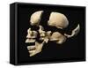 Side View of Human Skull with Parts Exploded-null-Framed Stretched Canvas