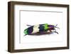 Side View of Jewel Beetle Chrysochroa Corbetti from Thailand-Darrell Gulin-Framed Photographic Print