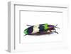 Side View of Jewel Beetle Chrysochroa Corbetti from Thailand-Darrell Gulin-Framed Photographic Print