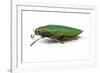 Side View of Jewel Beetle Steraspis Speciosa Green-Darrell Gulin-Framed Photographic Print