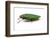 Side View of Jewel Beetle Steraspis Speciosa Green-Darrell Gulin-Framed Photographic Print