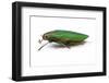 Side View of Jewel Beetle Steraspis Speciosa Green-Darrell Gulin-Framed Photographic Print