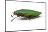 Side View of Jewel Beetle Steraspis Speciosa Green-Darrell Gulin-Mounted Photographic Print