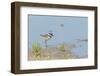 Side View of Killdeer Wading in Water-Gary Carter-Framed Photographic Print