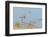 Side View of Killdeer Wading in Water-Gary Carter-Framed Photographic Print