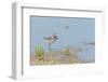 Side View of Killdeer Wading in Water-Gary Carter-Framed Photographic Print