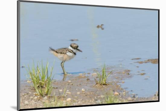 Side View of Killdeer Wading in Water-Gary Carter-Mounted Photographic Print