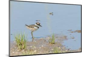 Side View of Killdeer Wading in Water-Gary Carter-Mounted Photographic Print