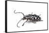 Side View of Long Horned Beetle Threnetica Lacrymans Against White Background-Darrell Gulin-Framed Stretched Canvas