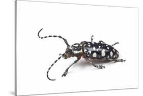 Side View of Long Horned Beetle Threnetica Lacrymans Against White Background-Darrell Gulin-Stretched Canvas